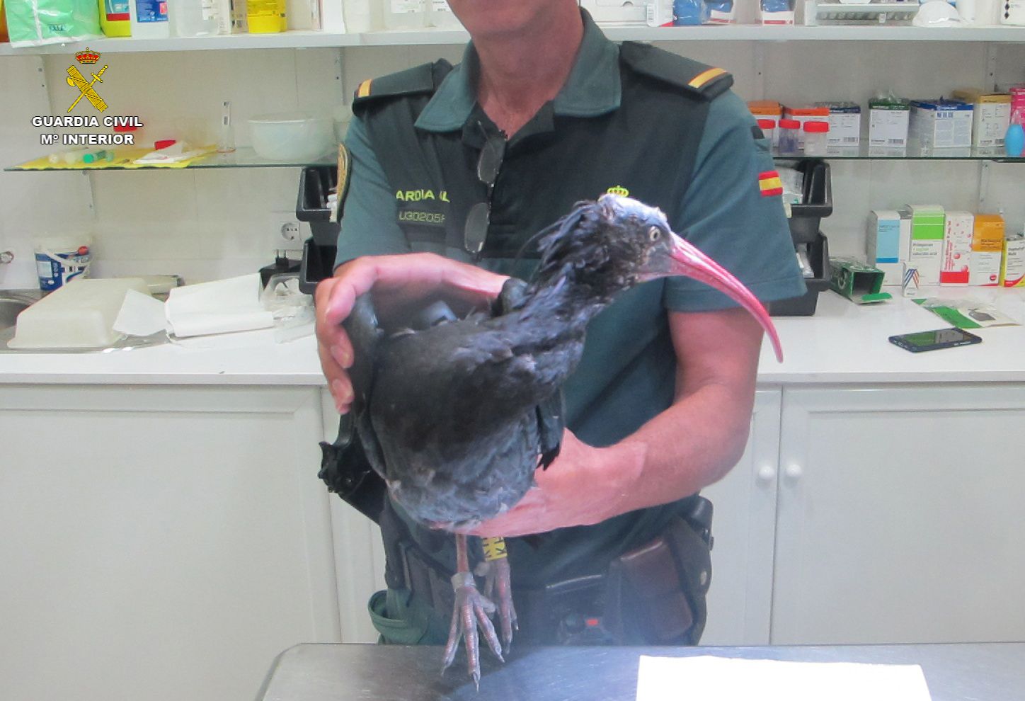 Ibis Eremita rescatada por la Guardia Civil en Barbate
