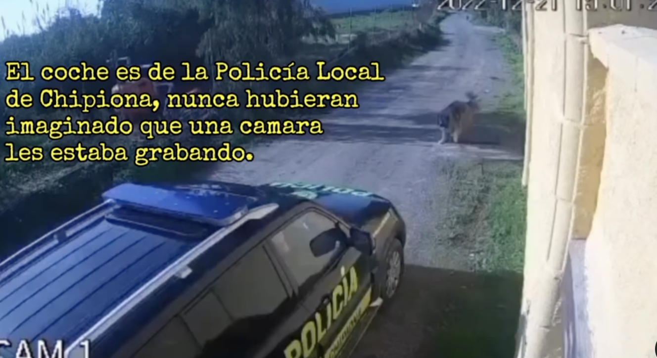 Momentos previos al brutal atropello que acaba con la vida de la perrita a las puertas de su casa en Chipiona. Momentos previos al brutal atropello que acaba con la vida de la perrita a las puertas de su casa en Chipiona.
