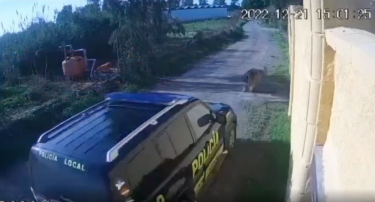 Instante previo al atropello del coche de la Policía Local de Chipiona a una perrita. Instante previo al atropello del coche de la Policía Local de Chipiona a una perrita.