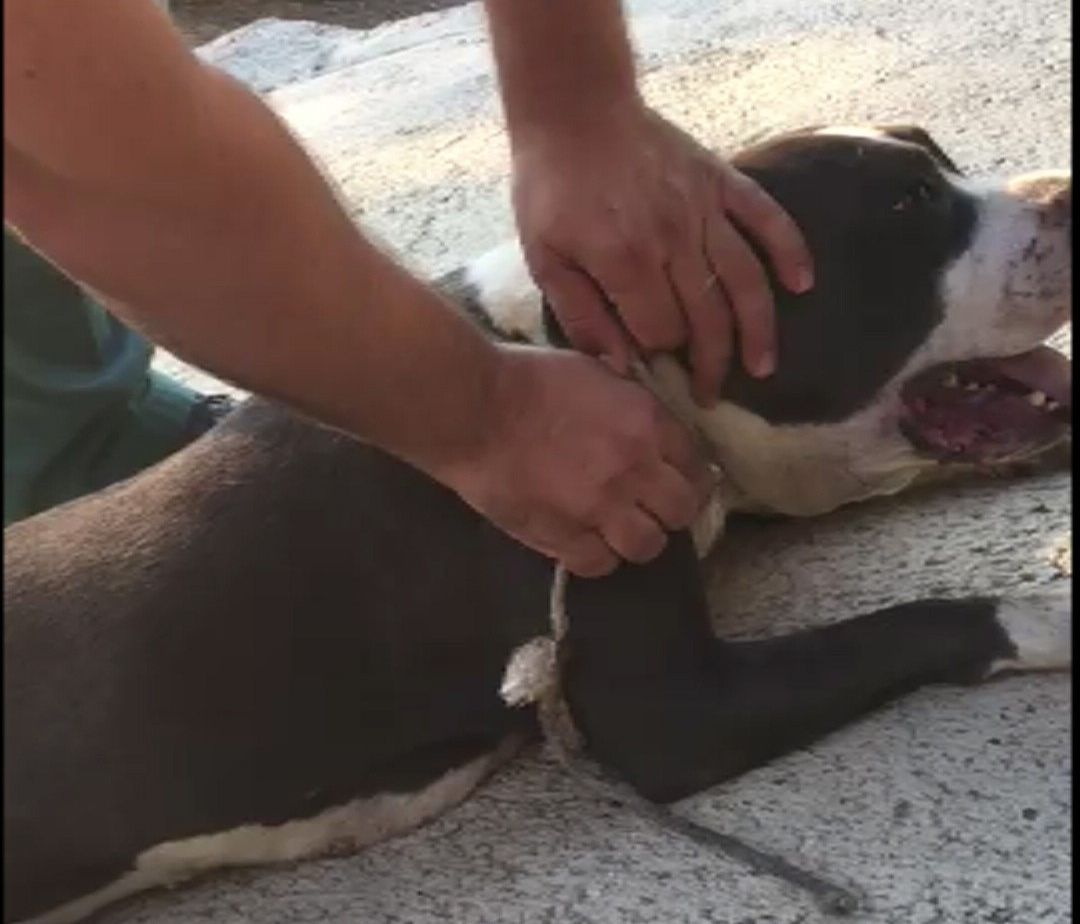 Un perro en una imagen de archivo.