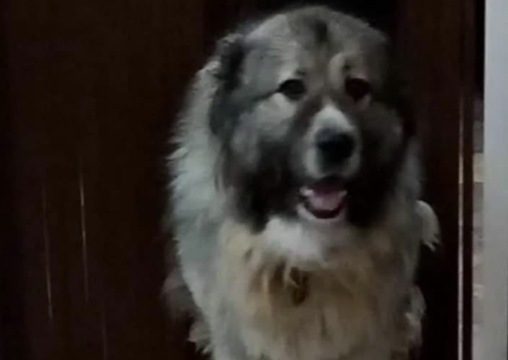 Recogen firmas para que se depuren responsabilidades por el atropello de la perrita Elsa (en la imagen) en Chipiona.