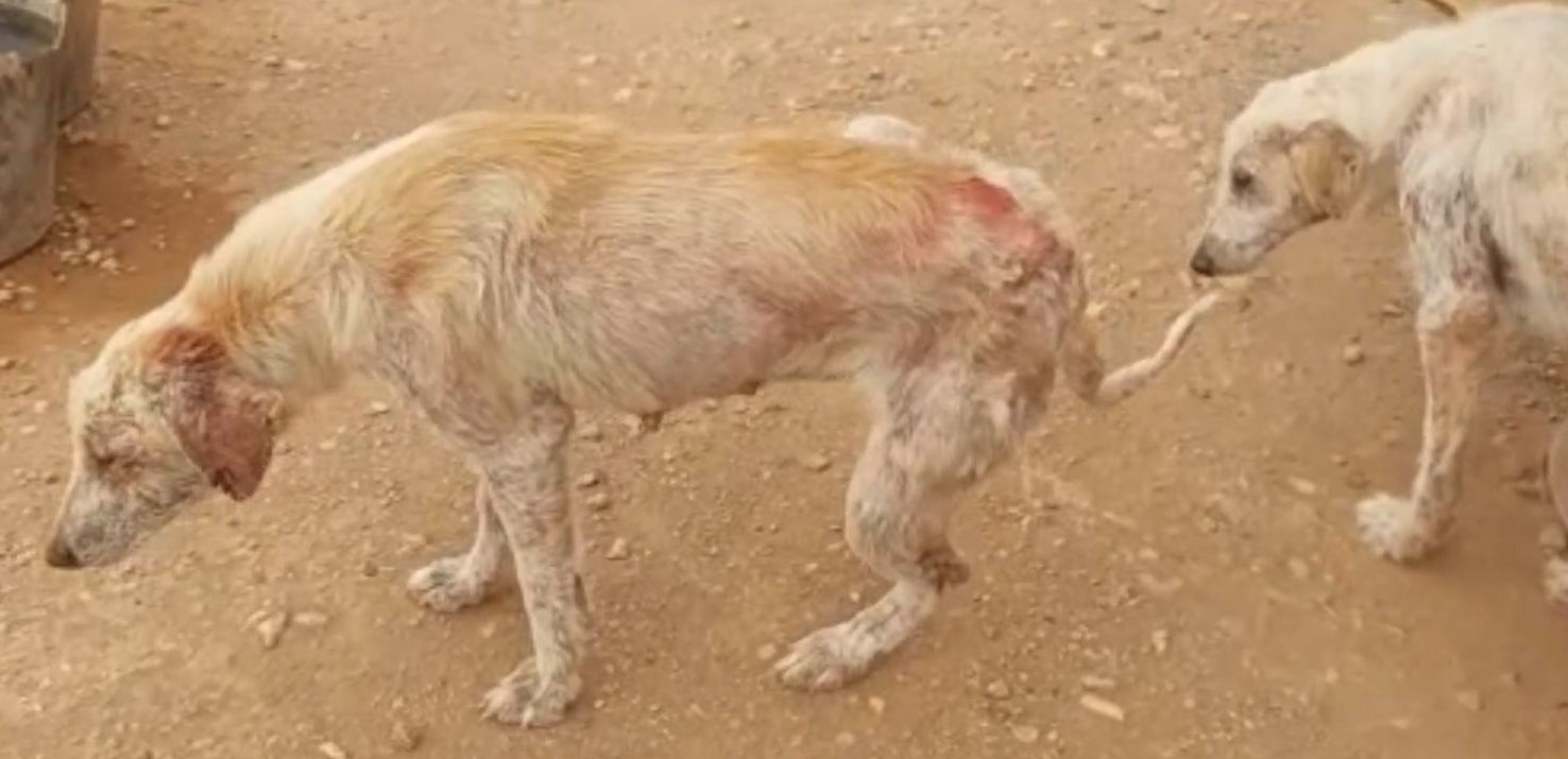 Uno de los perros maltratados, con infecciones.