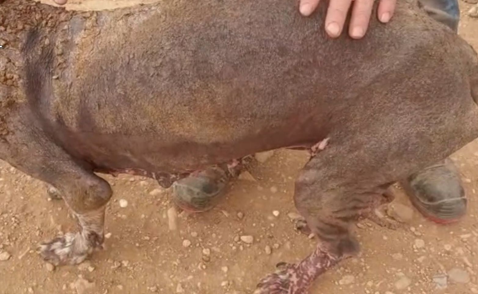 2022 12 26 maltrato animal navarra seprona 04