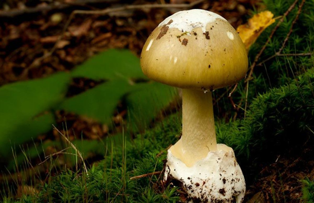 Amanitas phalloides. LACASADELASSETAS