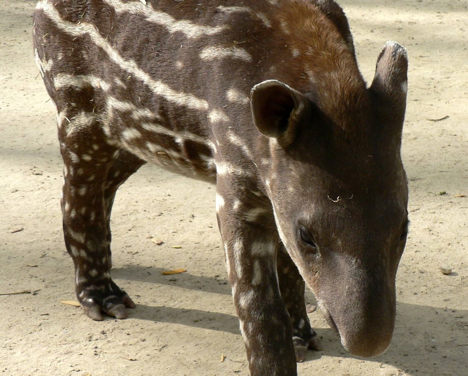 Ejemplar de tapir del Zoo botánico de Jerez