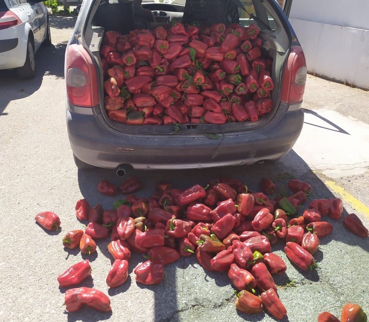 Los pimientos robados, incautados por la Guardia Civil.