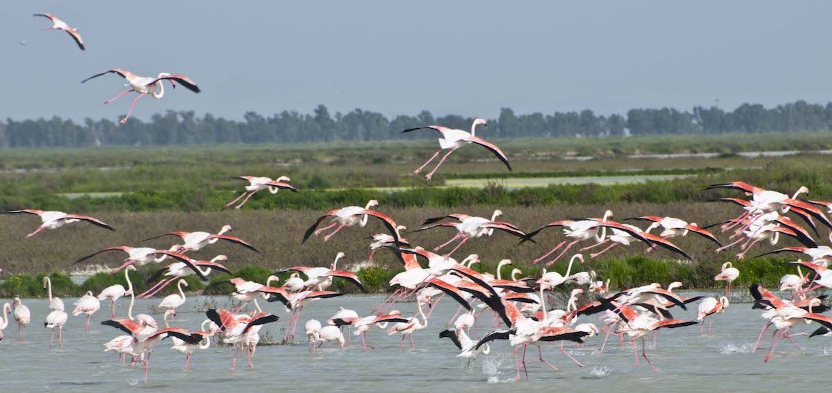 Despegue de flamencos en Doñana. FOTO: CARLOS INGALA