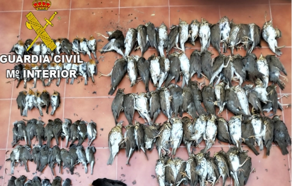 Imagen de algunas de las aves incautadas por la Guardia Civil en una finca de Prado del Rey.