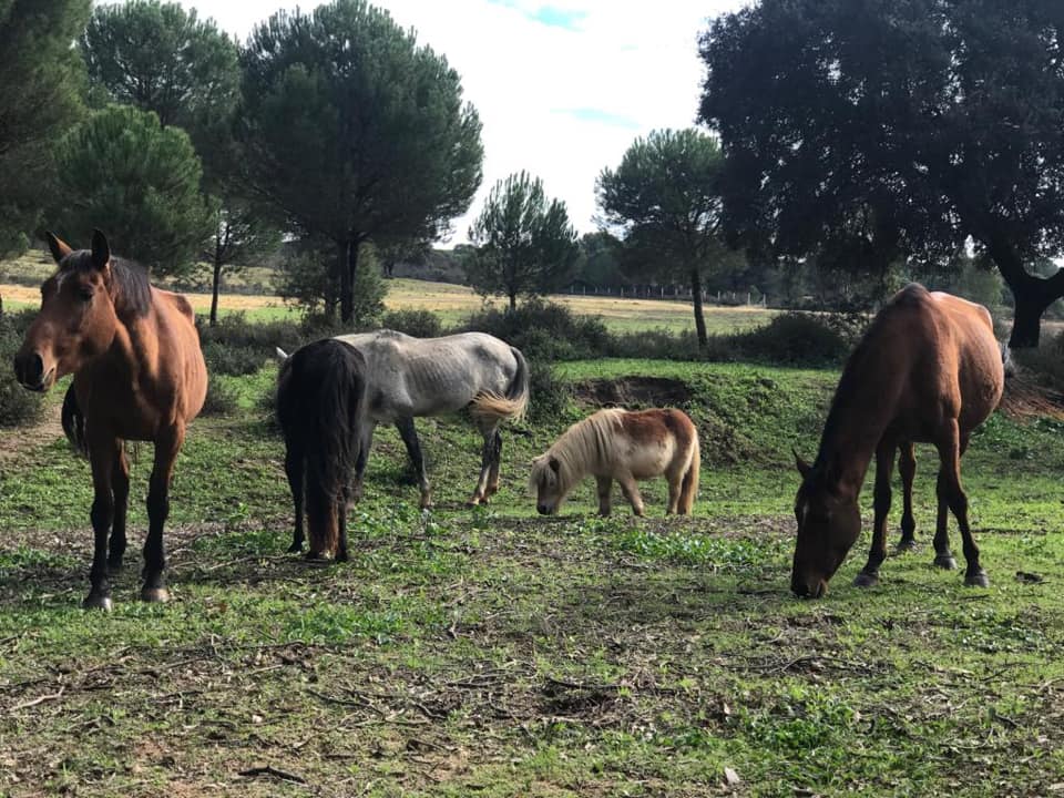 Algunos de los animales del refugio La Candela.