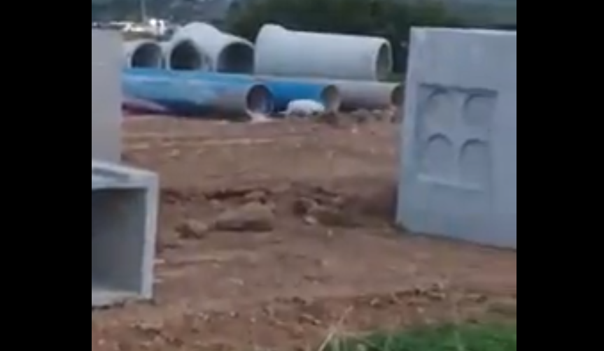 Captura del vídeo donde vuelve a verse al misterioso felino que campa por Los Barrios.