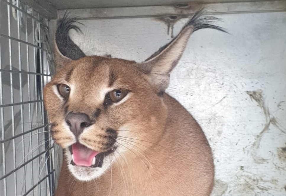 Jakar, el felino gigante localizado en el jardín de una casa en Marbella.