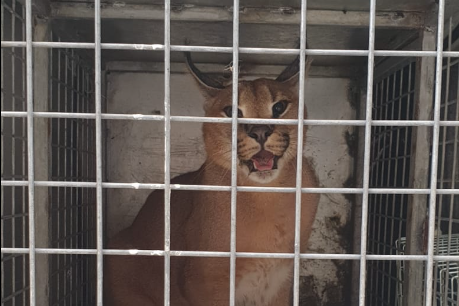 felino gigante marbella