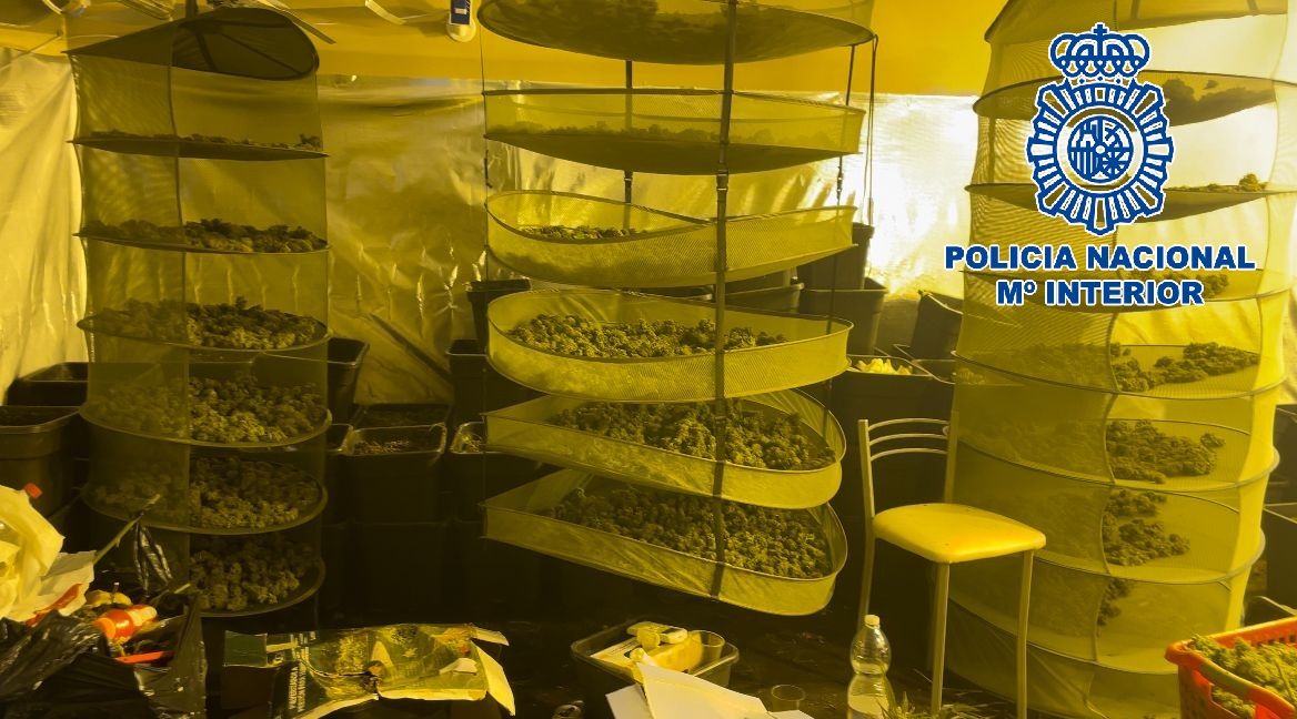 Golpe al narco en Jerez: 29 kilos de marihuana en La Marquesa. En la imagen, interior de la plantación 'indoor'.