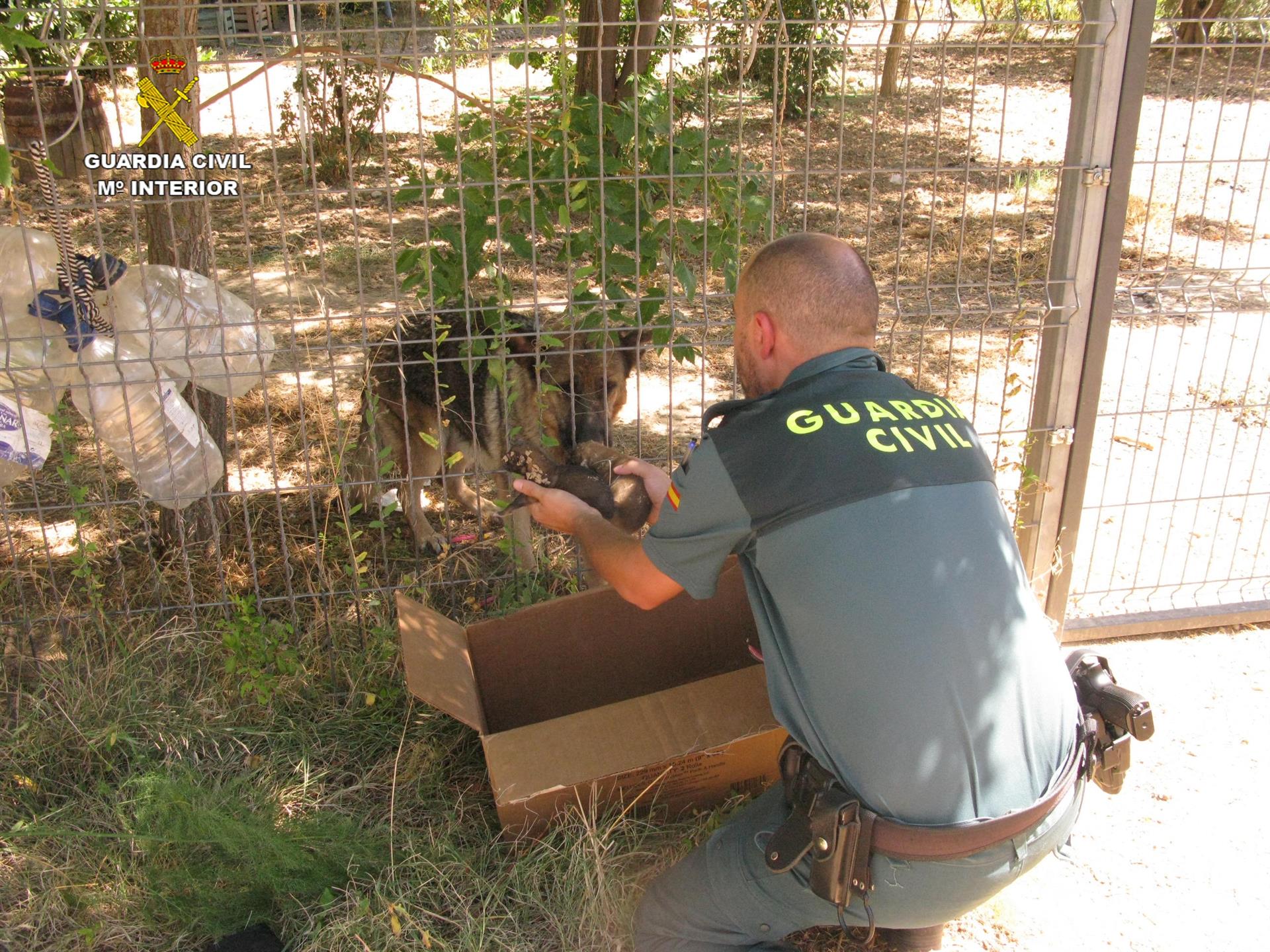 Un agente de la Guardia Civil con los perros pastores encontrados en Teruel