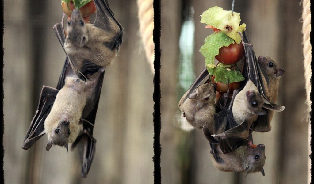Murciélagos del Zoo de Jerez. FOTO: Ayuntamiento de Jerez