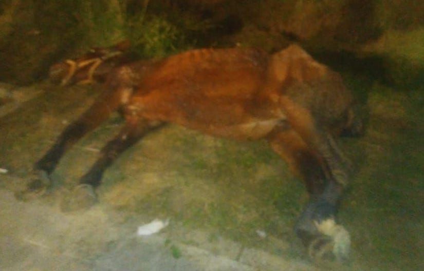 El caballo rescatado por los bomberos en Sanlúcar.