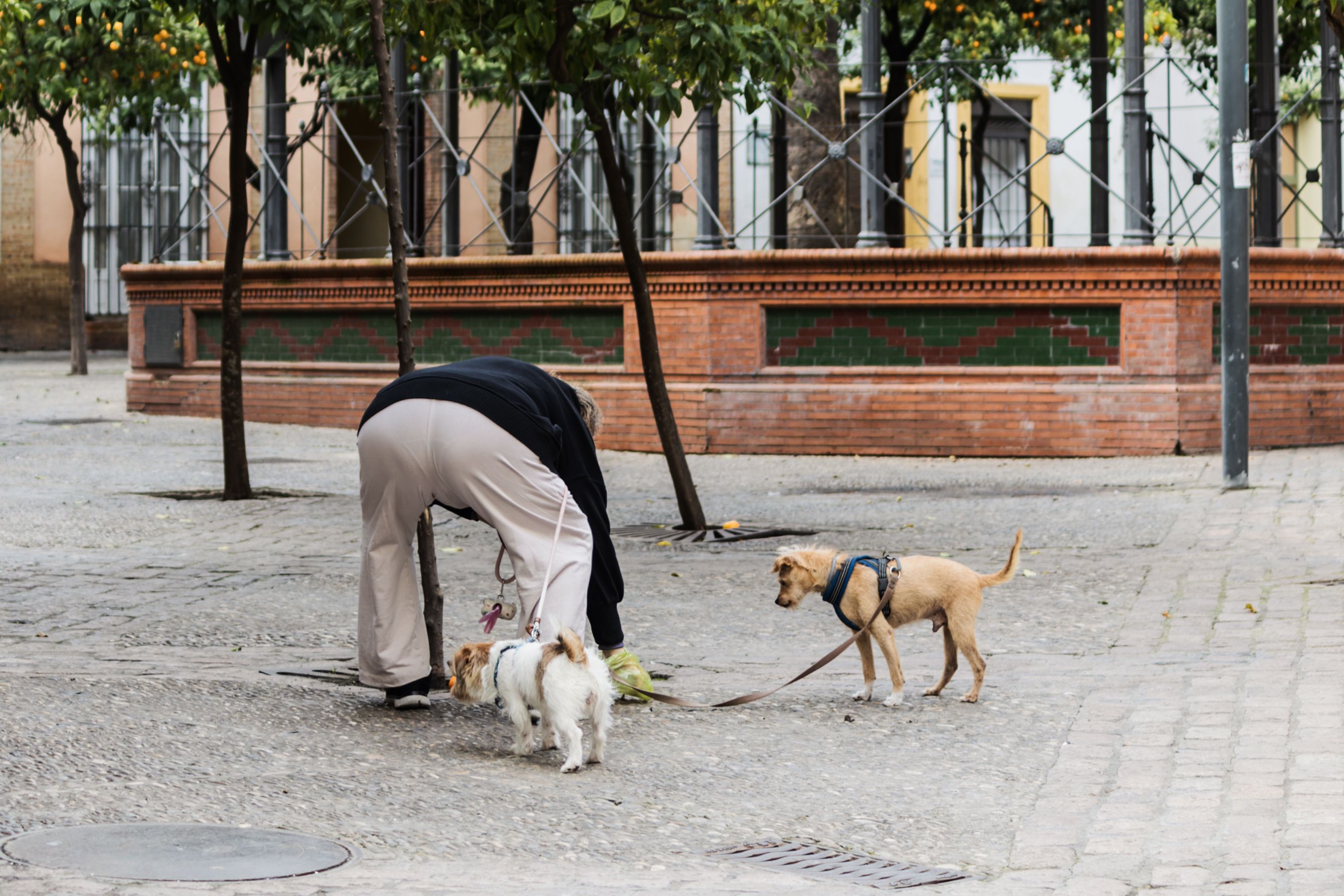 Un hombre da un paseo junto a sus dos perros. A partir de septiembre será obligatorio tener un seguro.