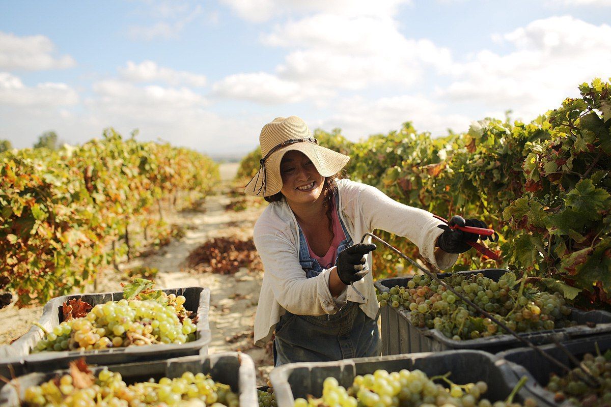 Momoko Izumu, una japonesa en plena vendimia. FOTO: JUAN CARLOS TORO