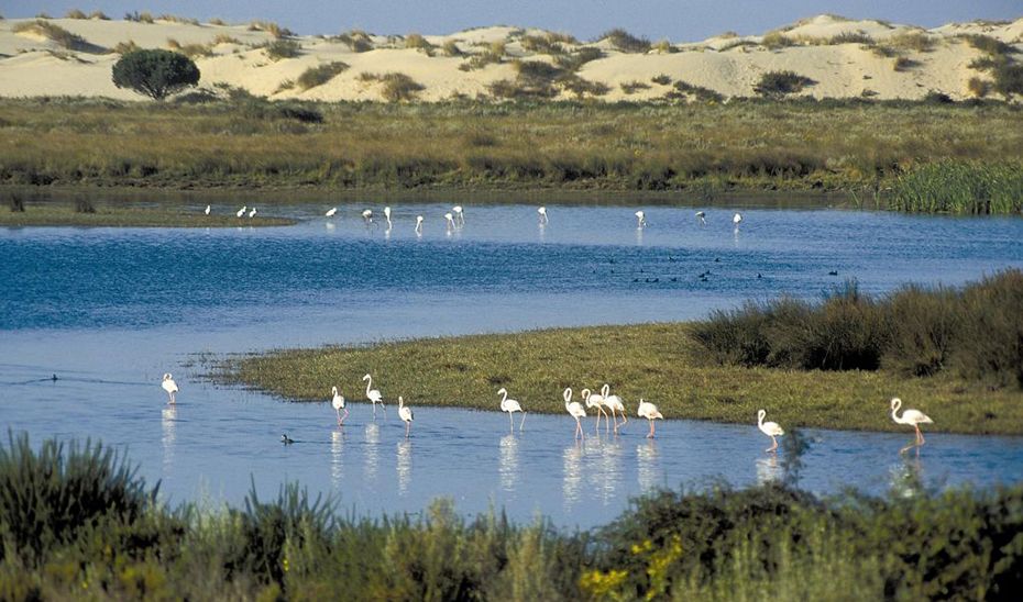 El cambio climático y la acción humana en Doñana ponen en peligro la supervivencia de aves y plantas.