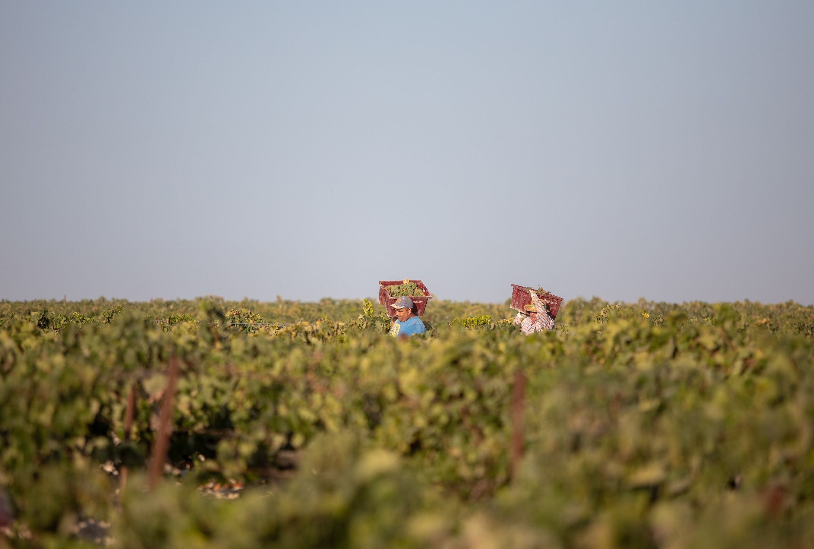 Trabajadores, en una viña de Sanlúcar, en una imagen reciente. FOTO: JUAN CARLOS TORO