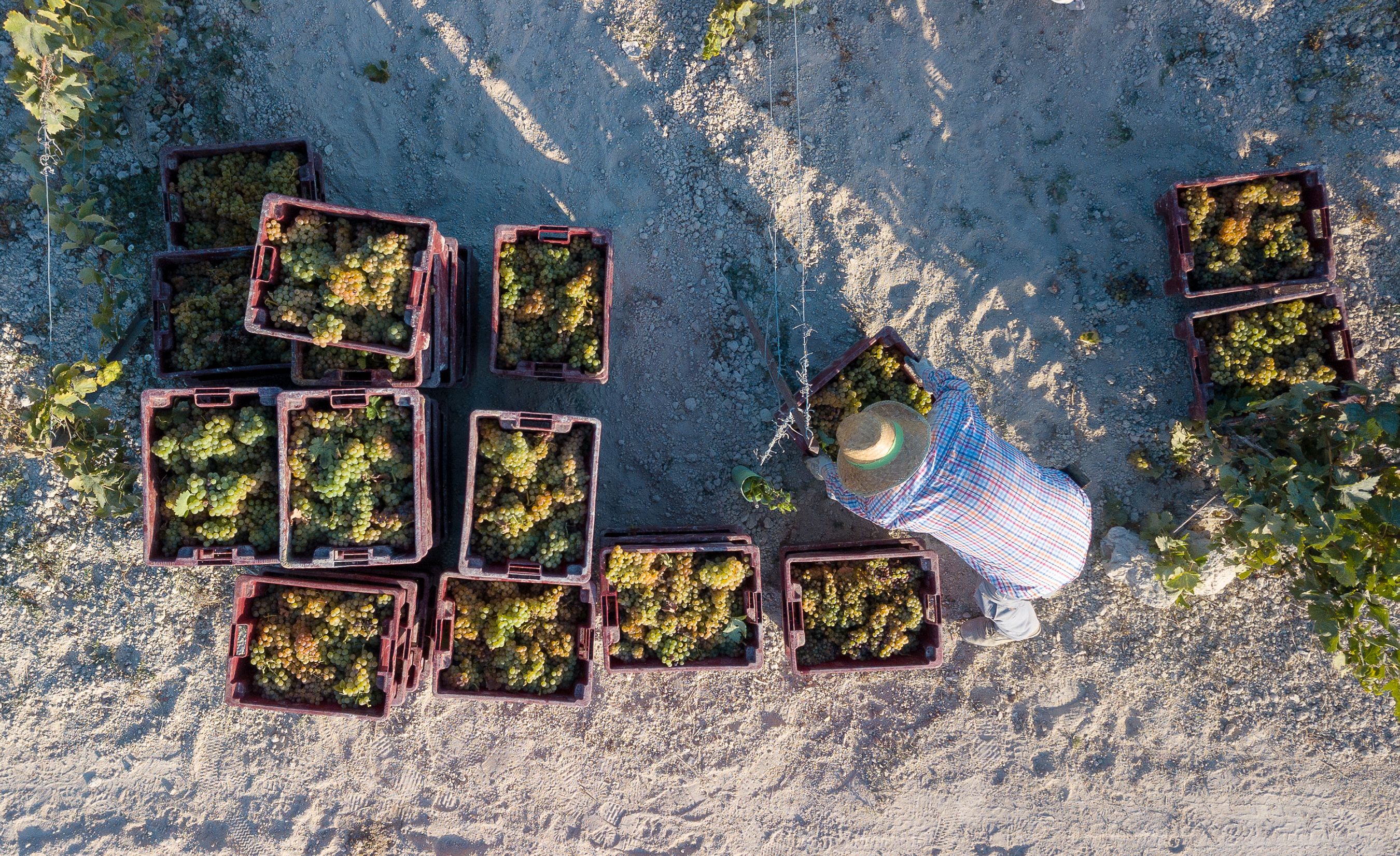 Recogida de uva en el pago de Miraflores, en una imagen de archivo. Autor: Juan Carlos Toro