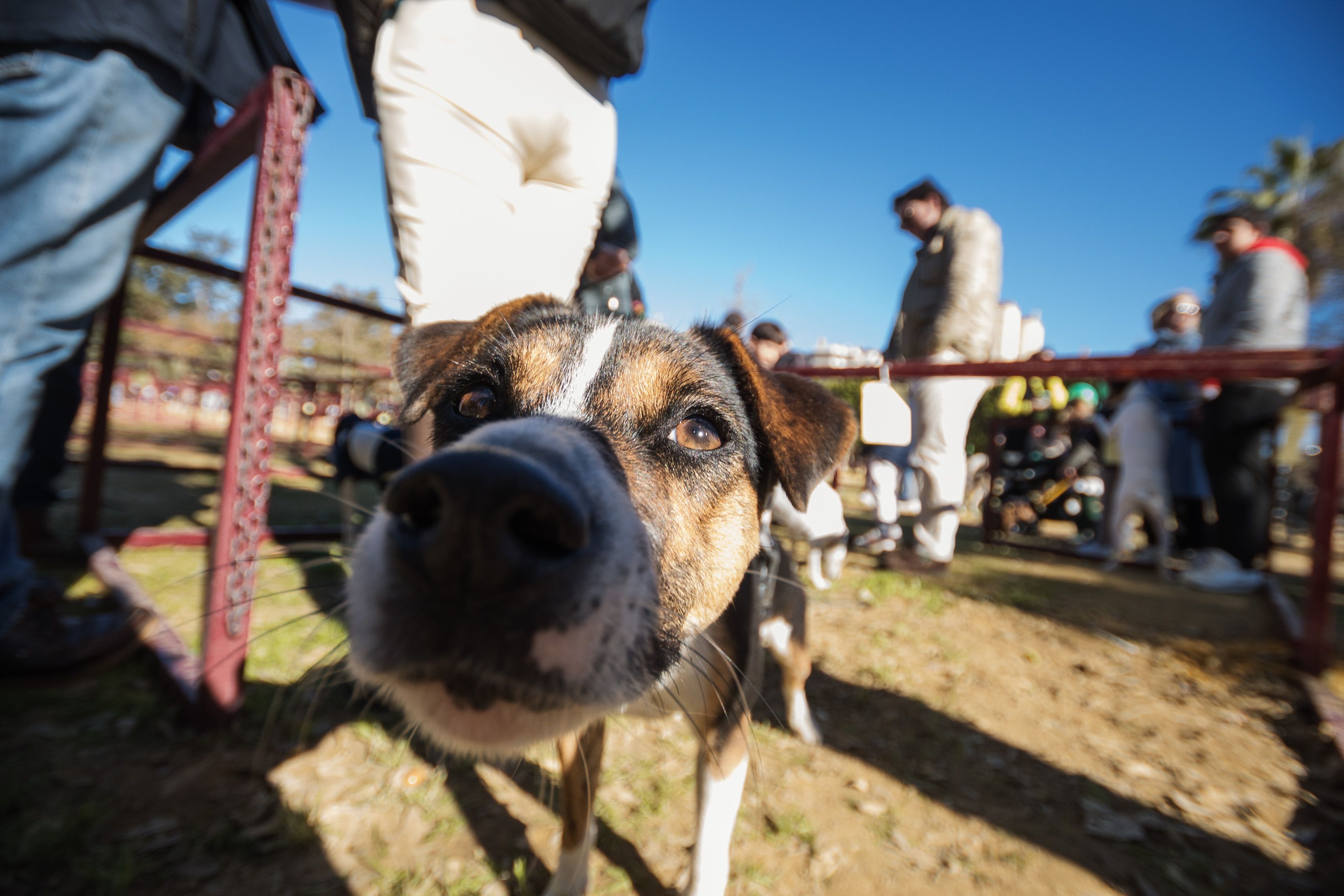 Fiesta de San Antón de 2023 en Jerez Fiesta de San Antón de 2023 en Jerez