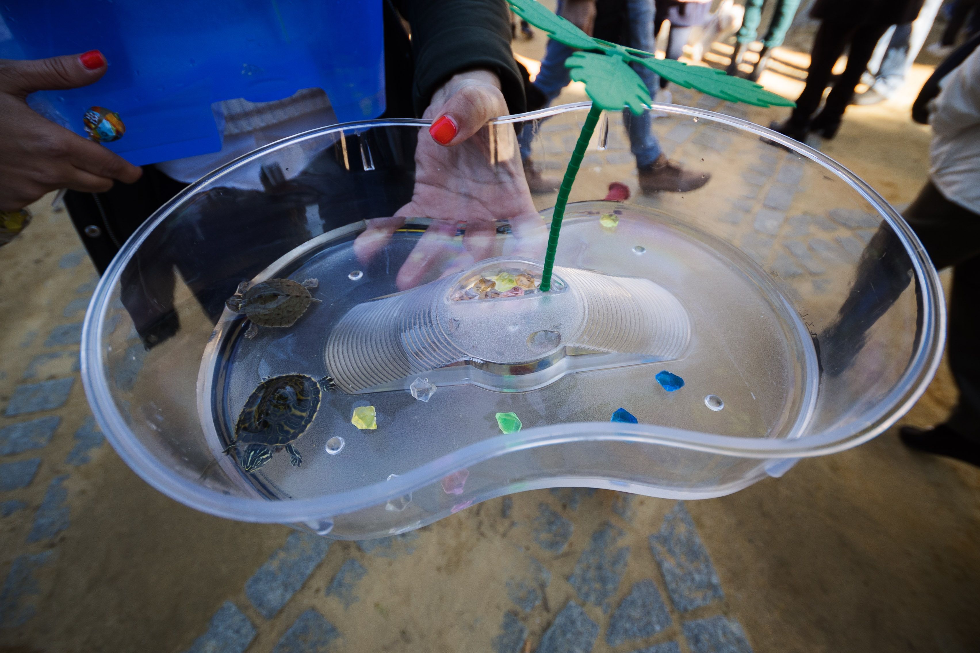 Fiesta de San Antón de 2023 en Jerez Fiesta de San Antón de 2023 en Jerez