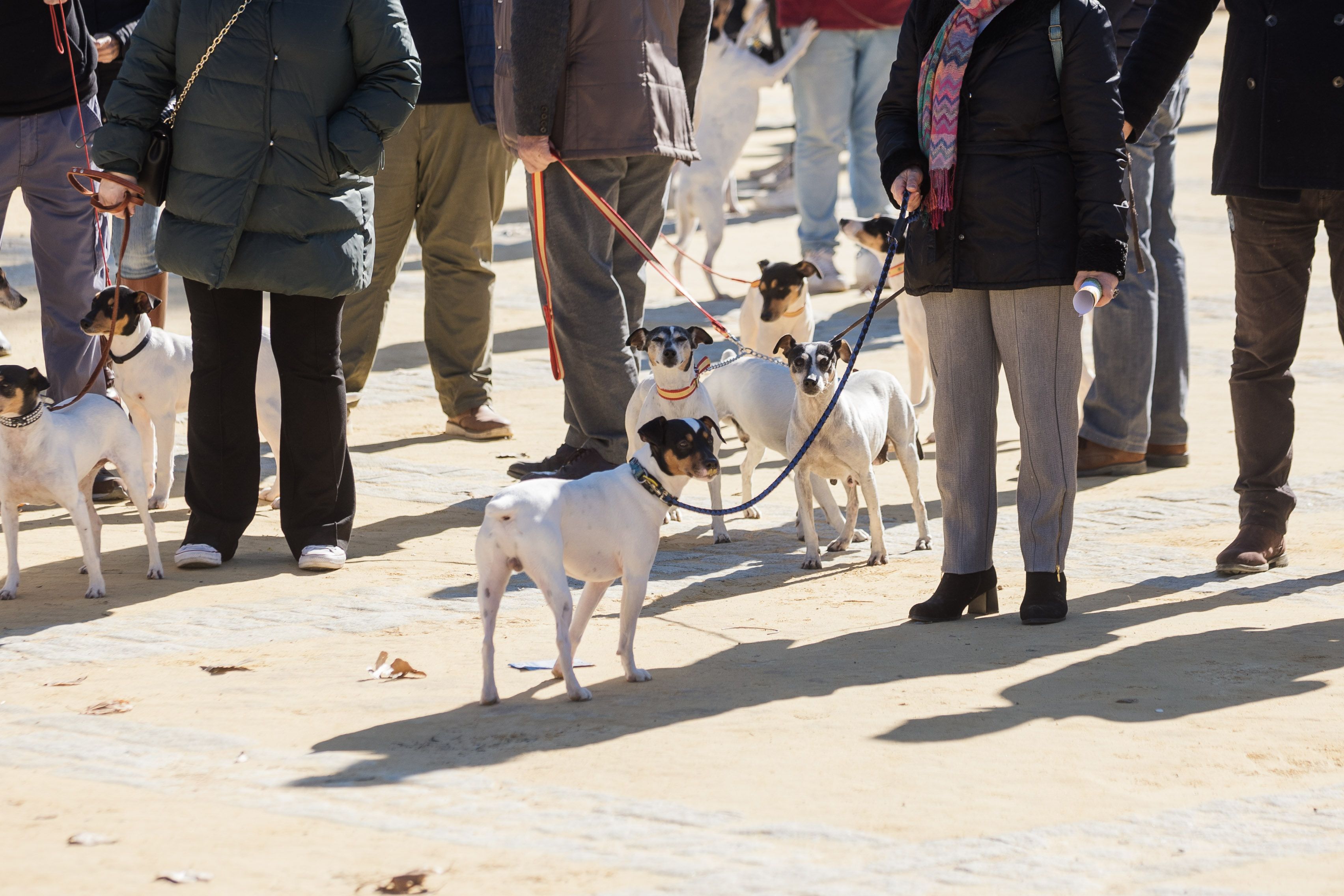 Fiesta de San Antón de 2023 en Jerez Fiesta de San Antón de 2023 en Jerez