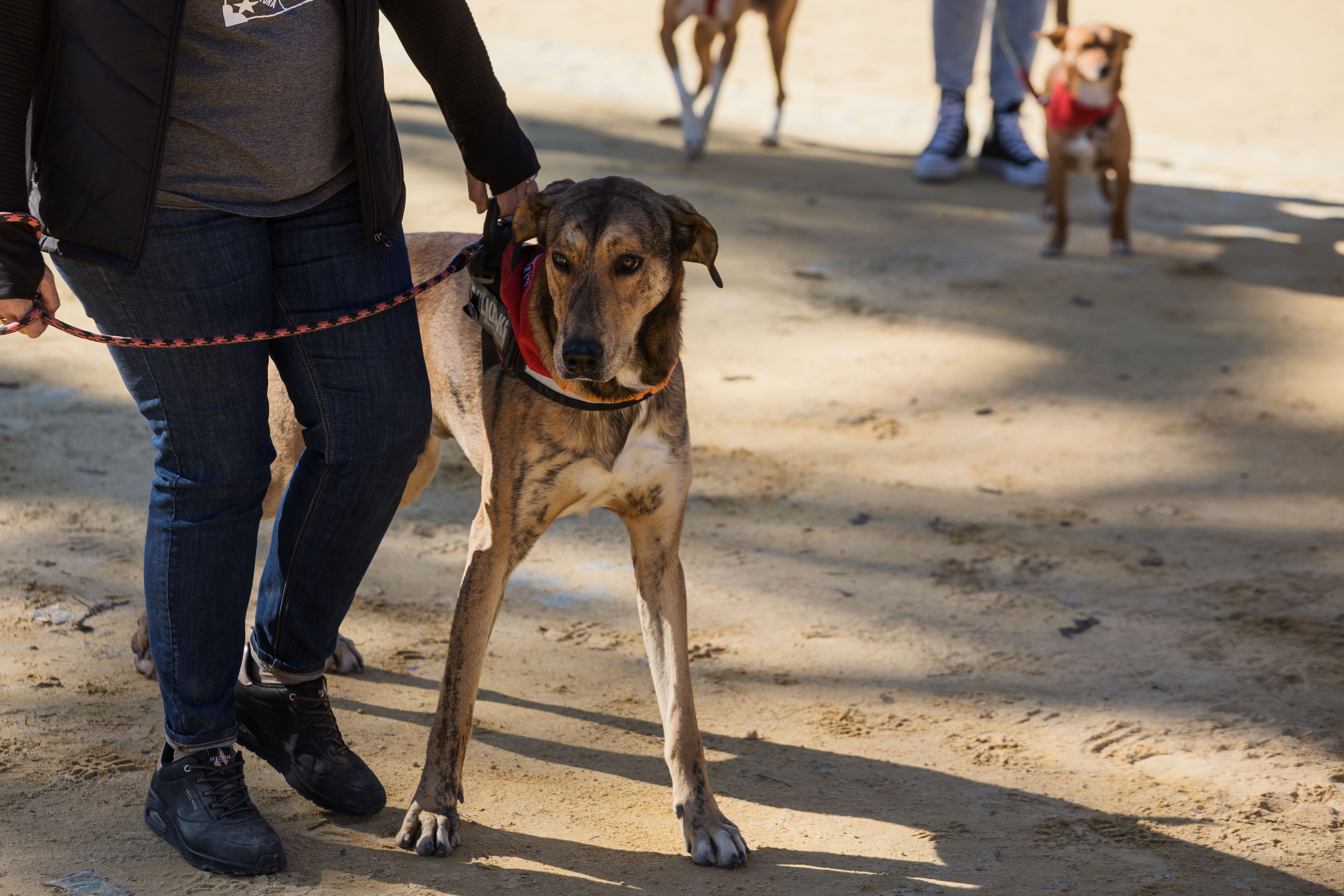 Fiesta de San Antón de 2023 en Jerez Fiesta de San Antón de 2023 en Jerez