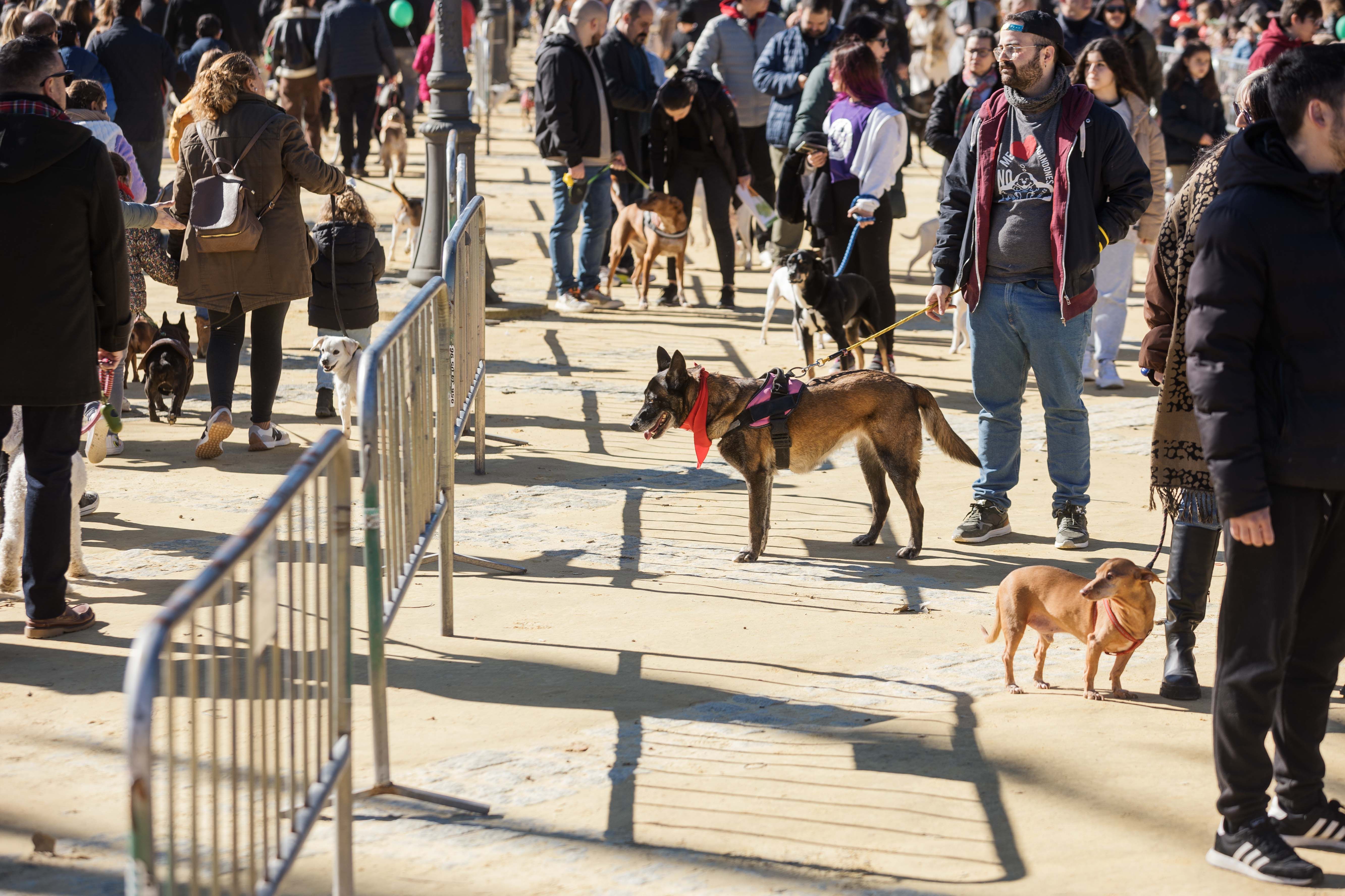 Fiesta de San Antón de 2023 en Jerez Fiesta de San Antón de 2023 en Jerez