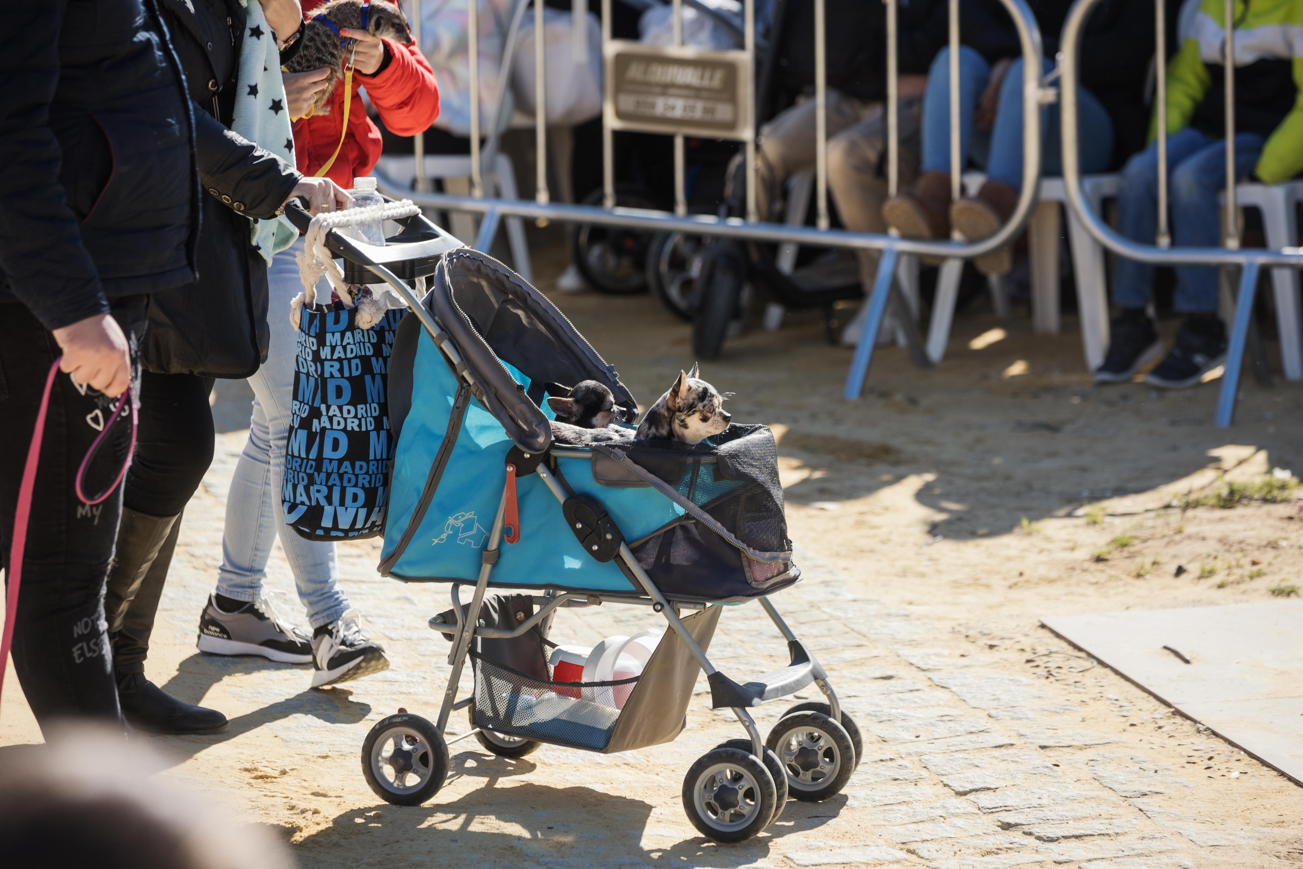 Fiesta de San Antón de 2023 en Jerez Fiesta de San Antón de 2023 en Jerez