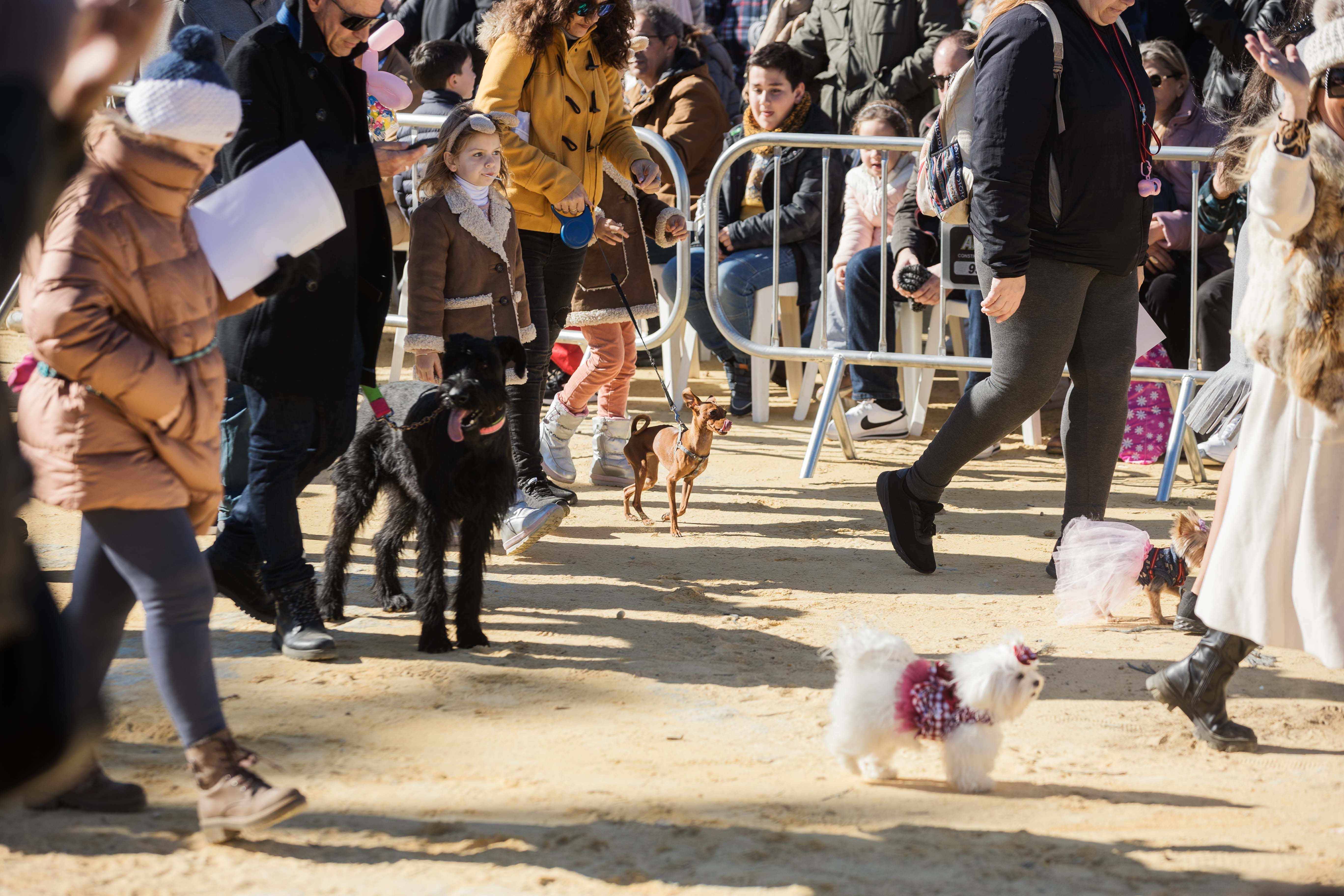 Fiesta de San Antón de 2023 en Jerez Fiesta de San Antón de 2023 en Jerez