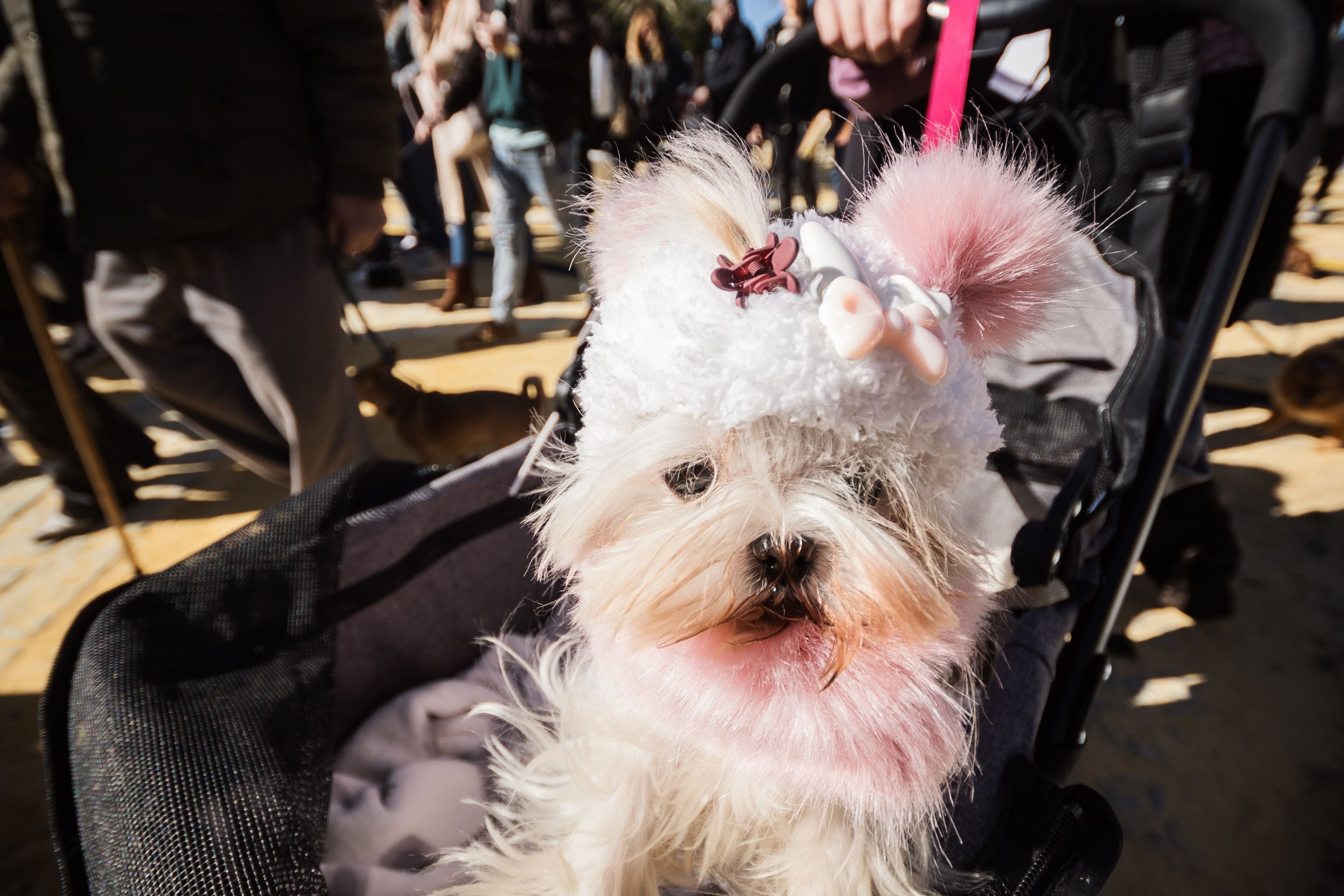 Fiesta de San Antón de 2023 en Jerez Fiesta de San Antón de 2023 en Jerez