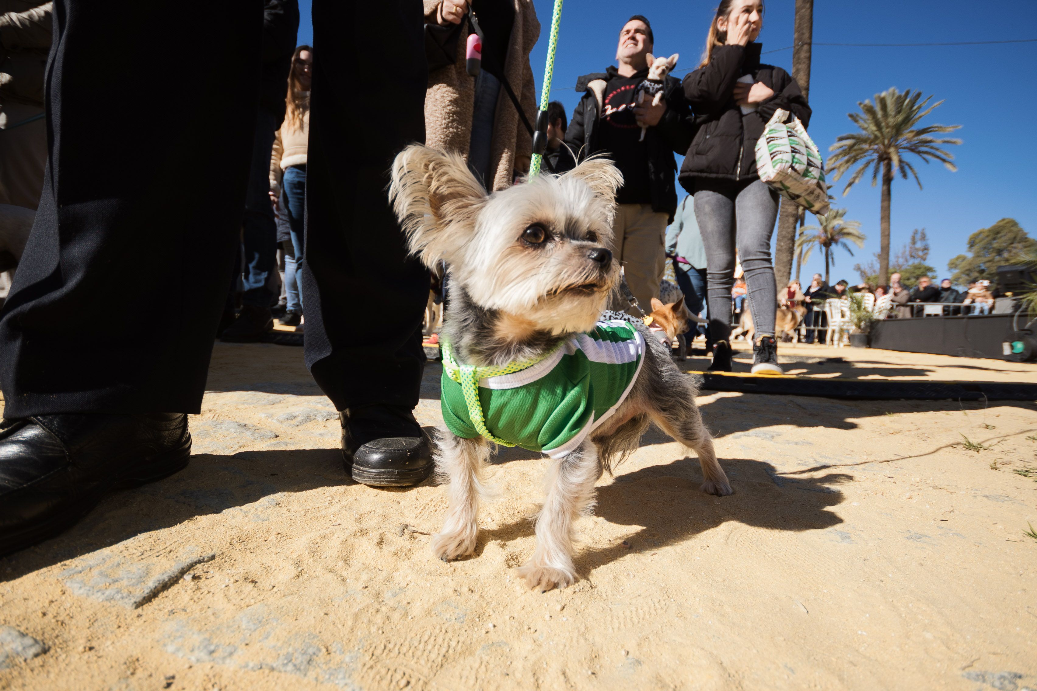 Fiesta de San Antón de 2023 en Jerez Fiesta de San Antón de 2023 en Jerez