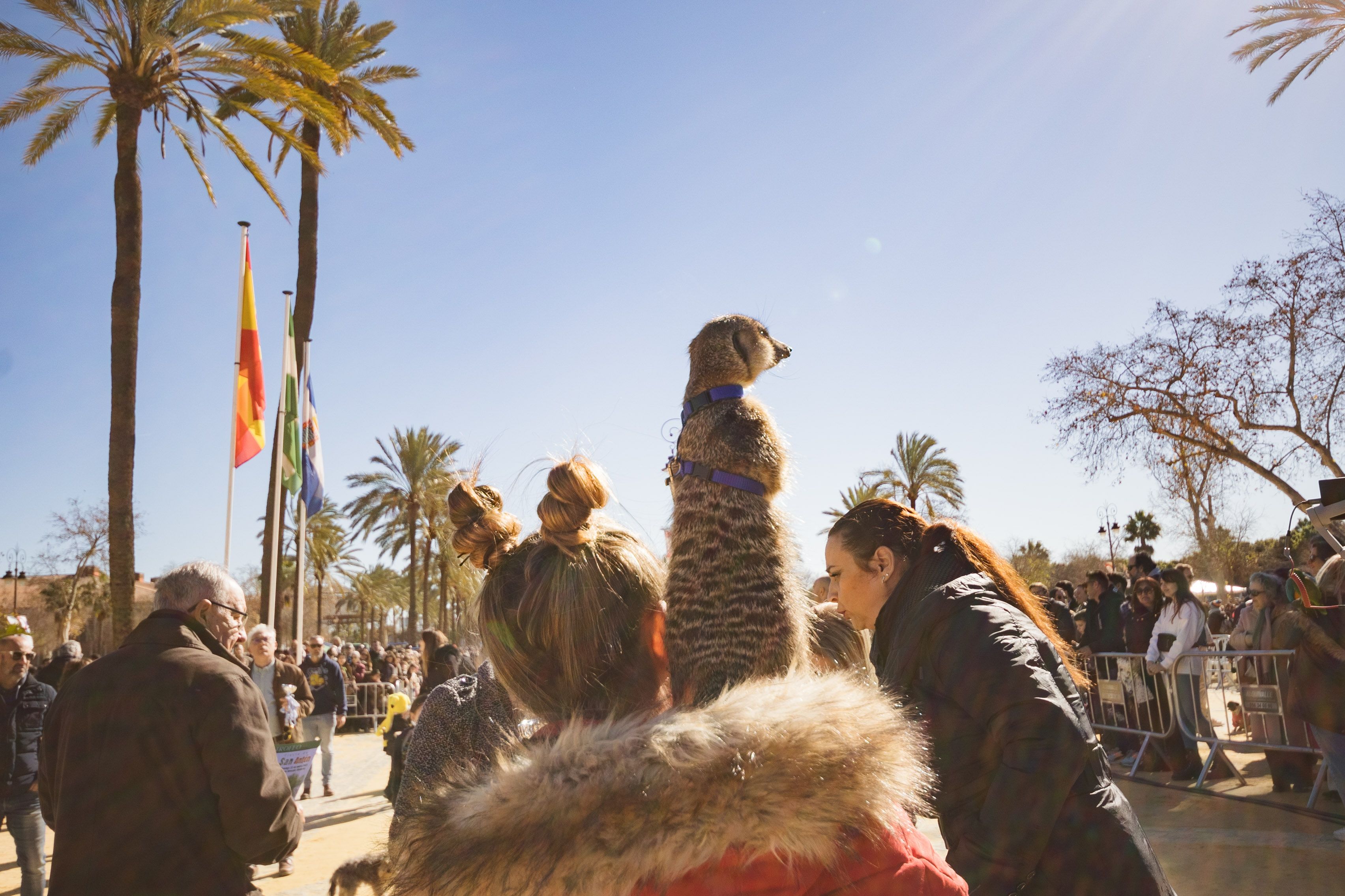Fiesta de San Antón de 2023 en Jerez Fiesta de San Antón de 2023 en Jerez