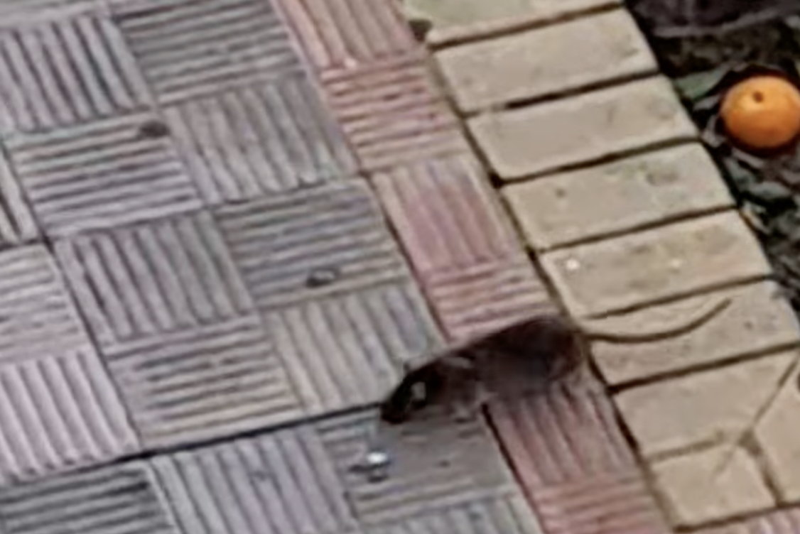 Una rata cerca de un colegio en la barriada del Amparo, en Dos Hermanas, Sevilla. 