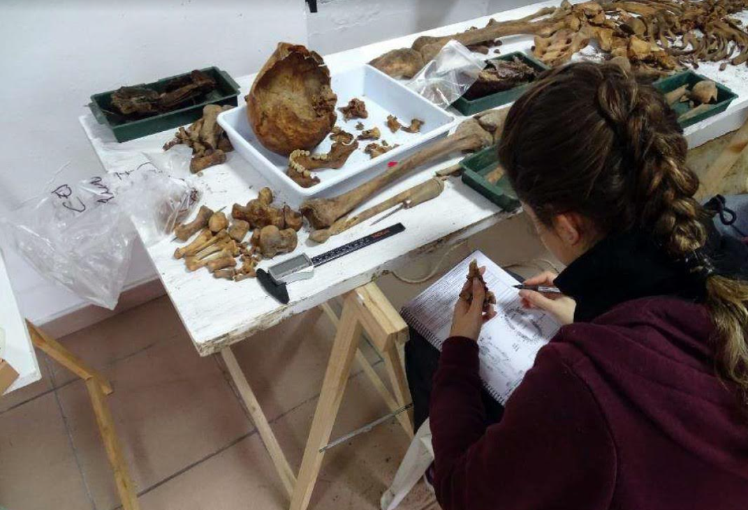 Restos humanos exhumados para su estudio en el Cementerio de Villamartín.