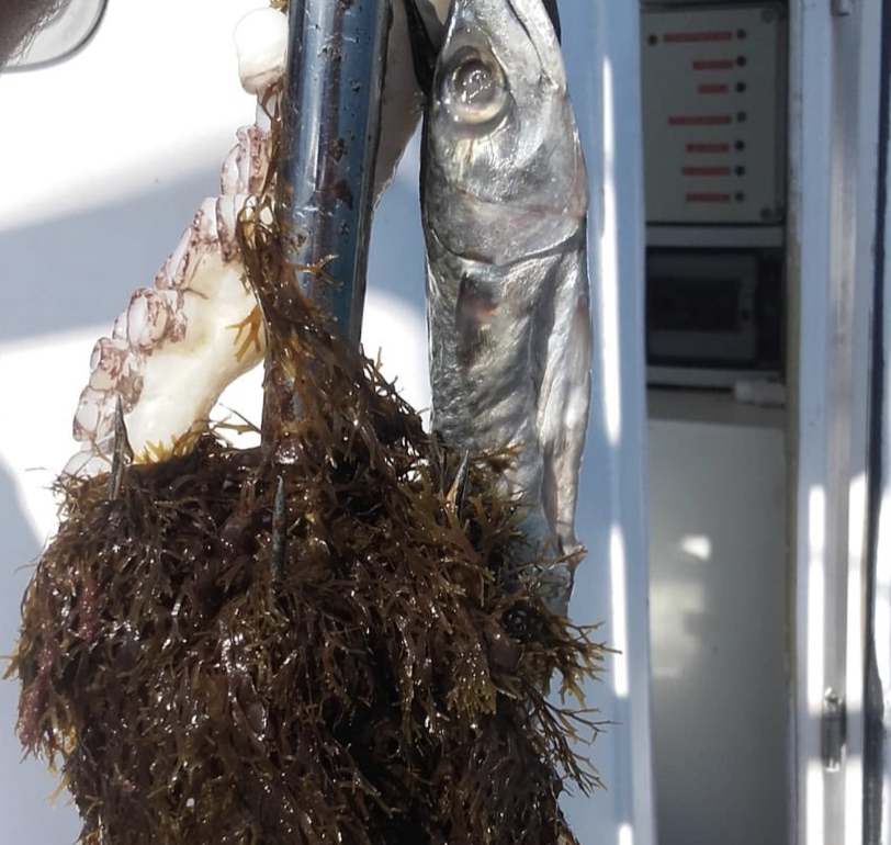 El alga invasora se 'come' el caladero conileño. FOTO: NICOLÁS FERNÁNDEZ