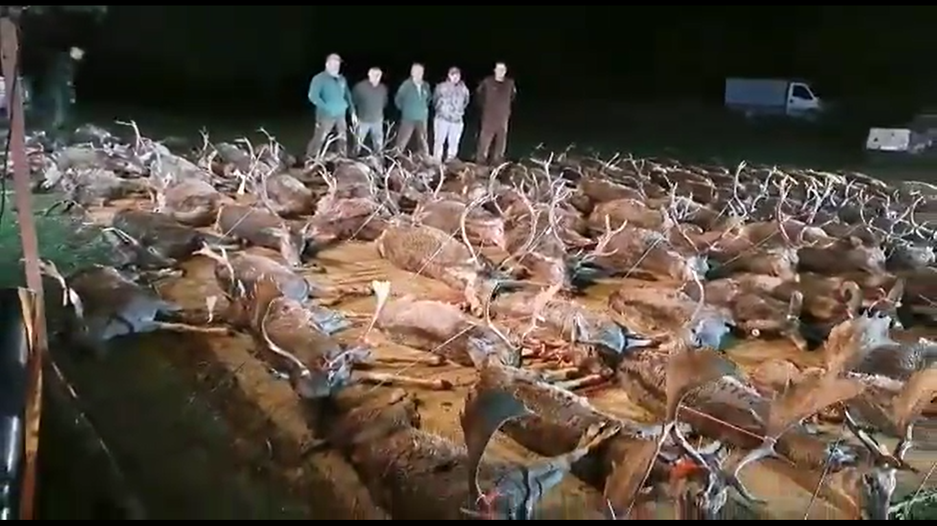 Imágenes de la cacería.   PACMA "Denuncian una matanza de 156 animales en la que la Junta de Andalucía se 'mancha las manos'