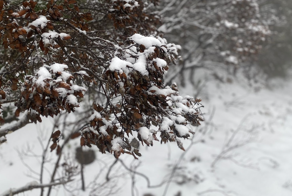 Nieve en Alhaurín el Grande, en Málaga (Andalucía), en una imagen de Radio Televisión Alhaurín el Grande captada esta misma semana.