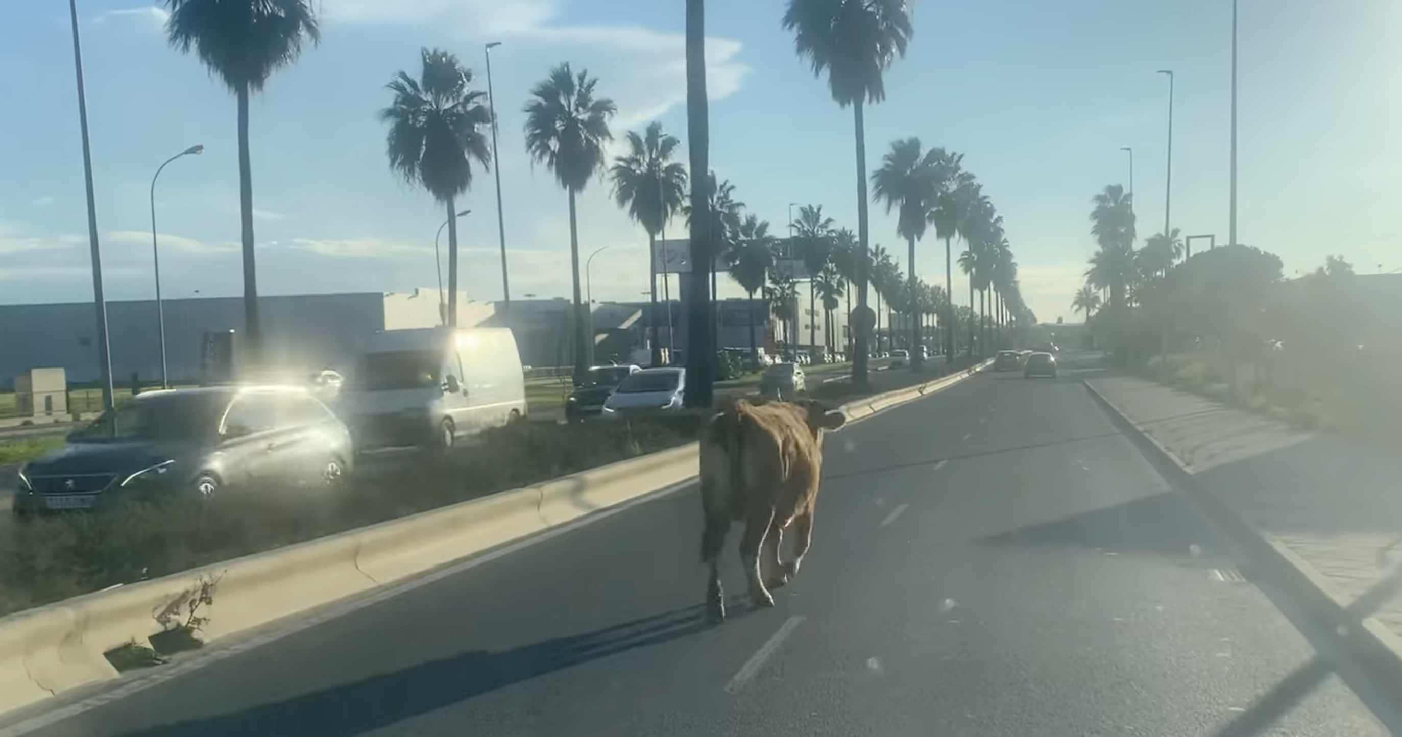 Una vaca retinta campa a sus anchas en una carretera en El Puerto.