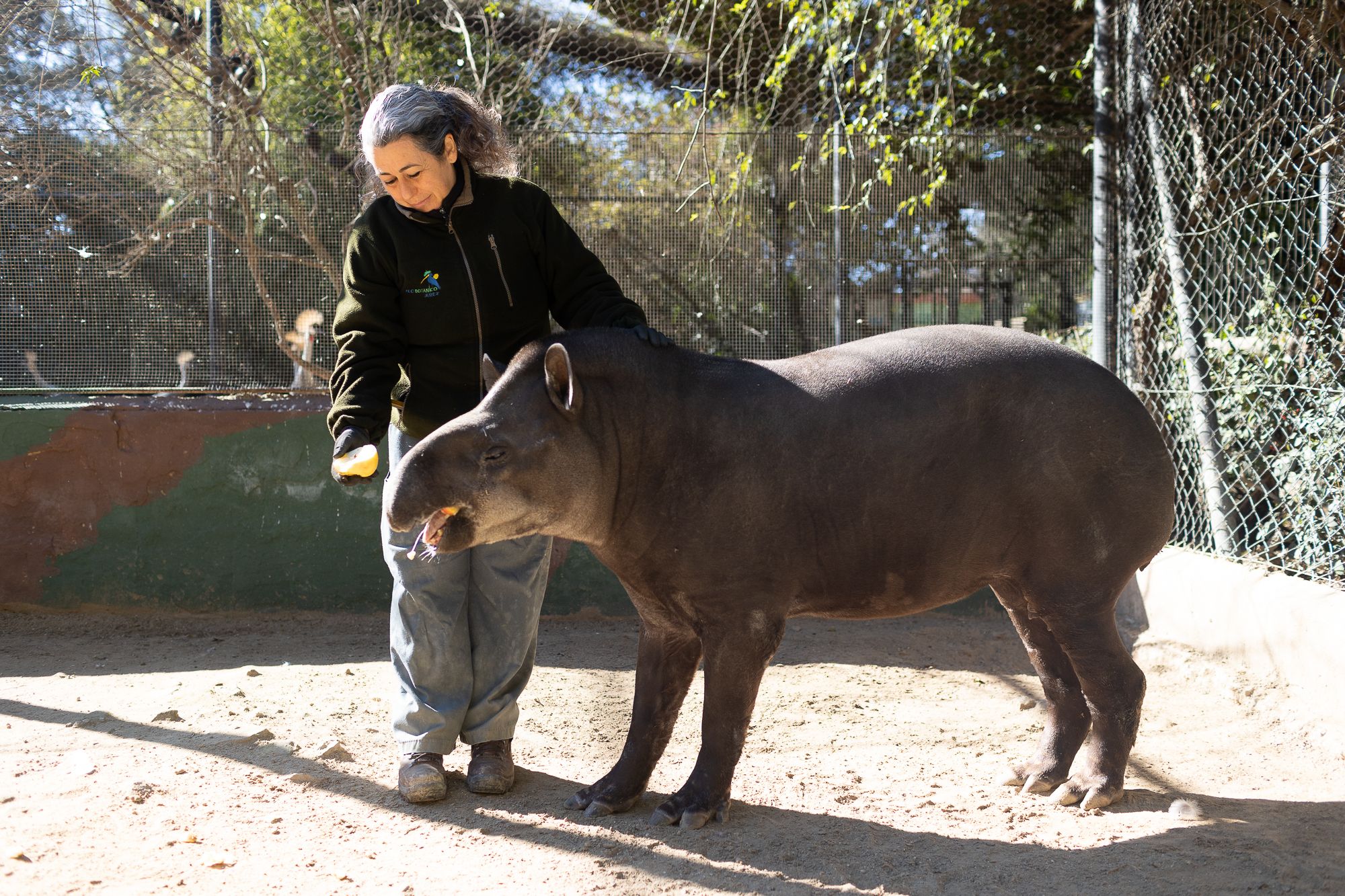 Verónica Cancelo, cuidadora del Zoo de Jerez, alimentando a un tapir.