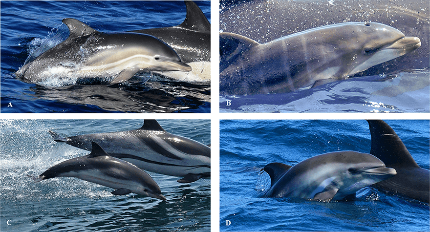 Características de coloración mostradas por D. delphis, T. truncatus, S. coeruleoalba y los pequeños mamíferos híbridos.