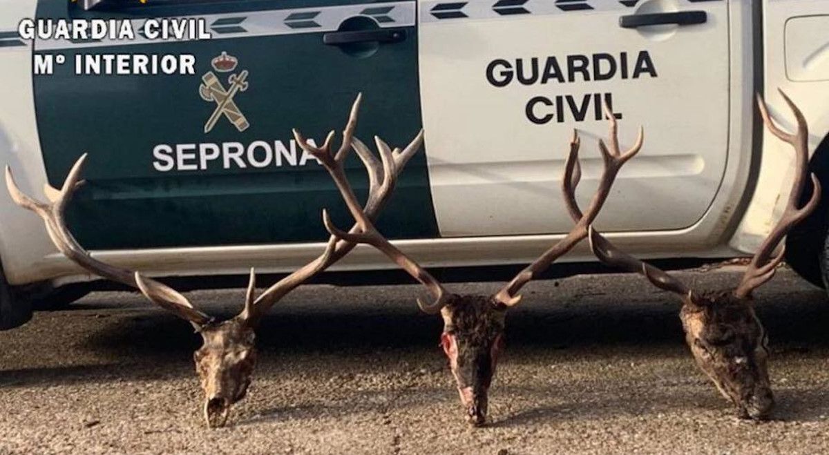 Cadáveres de ciervos en una imagen de archivo del Seprona.