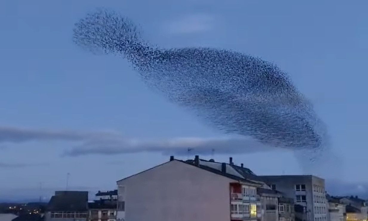 Espectacular bandada de pájaros vista en Lugo.  J
