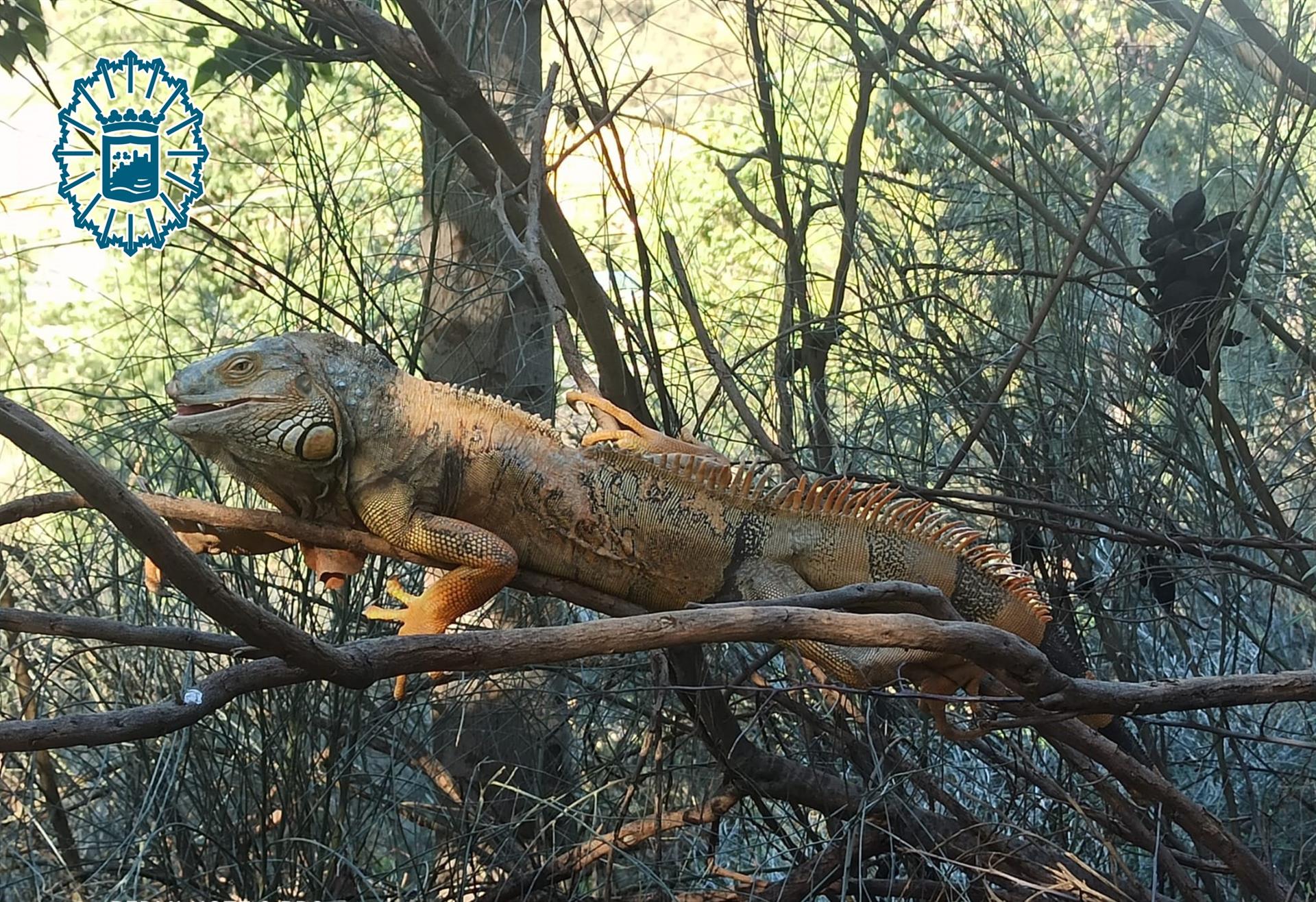 Un vecino encuentra una enorme iguana en Málaga. 