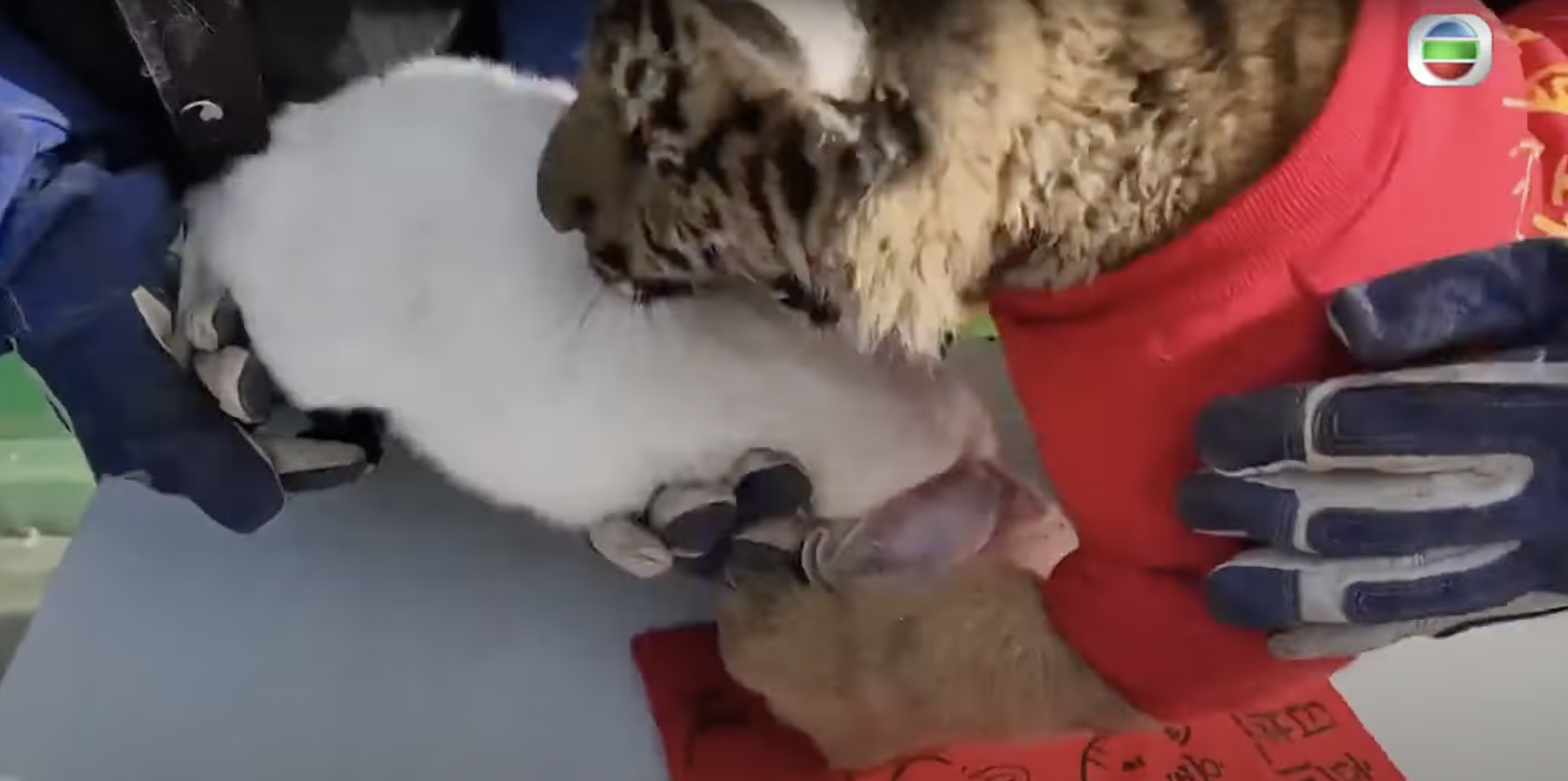 Momento en el que el bebé tigre intenta morder al conejo durante la celebración del Año Nuevo chino.