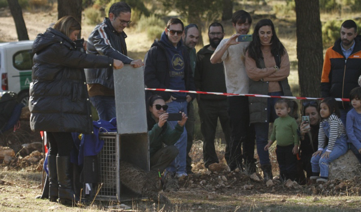 Momento de la suelta de los ejemplares de lince ibérico en la Sierra de Arana, en Granada.
