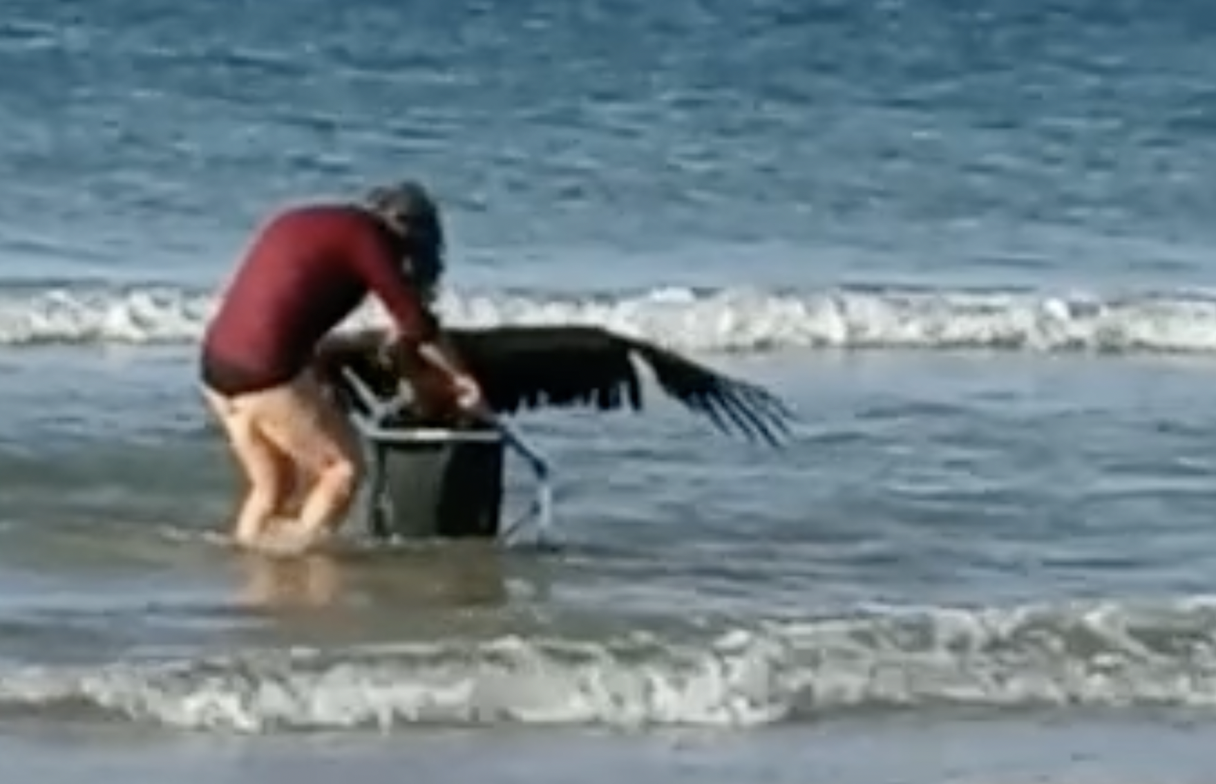 Una mujer rescata a un buitre leonado en la playa de la Fontanilla en Conil.