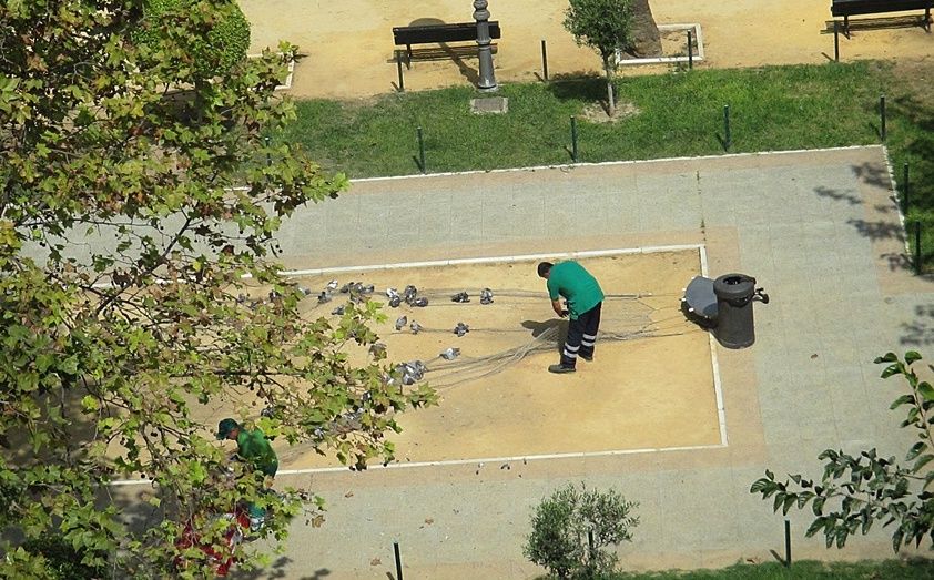 Un trabajador municipal de Cádiz, capturando palomas. FOTO: MEMORIADAMADENEGRO